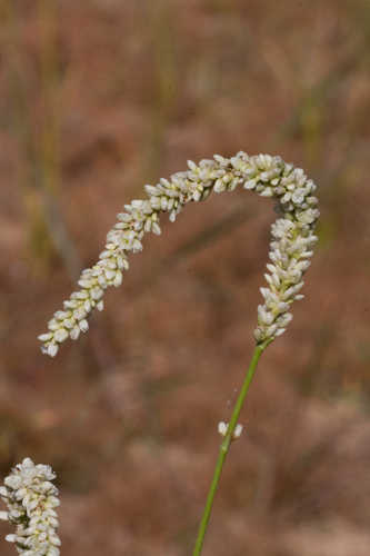 Persicaria lapathifolia #19